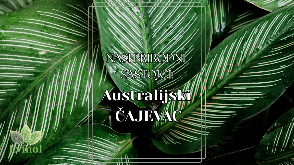 Šta je australijski čajevac?