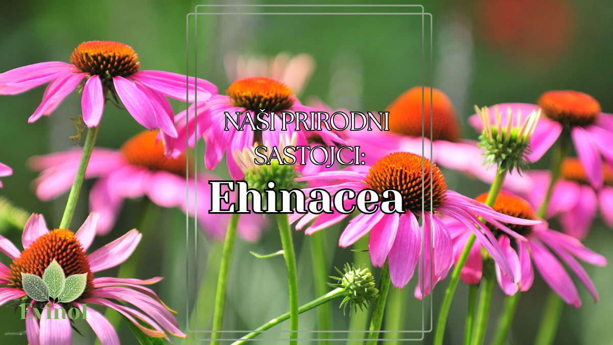 Ehinacea – lekovita biljka američkih Indijanaca