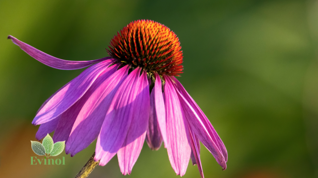 ehinacea