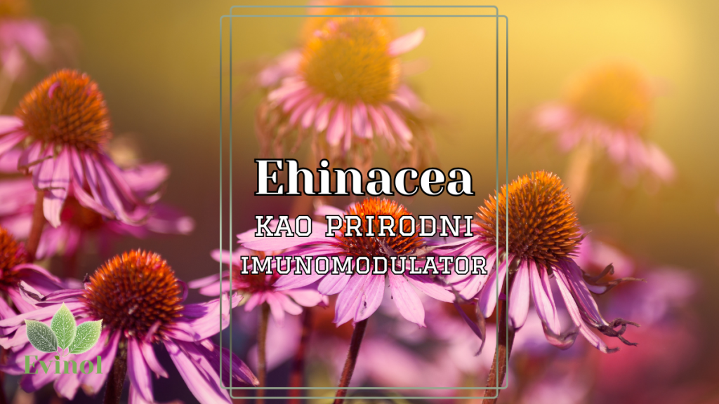 ehinacea