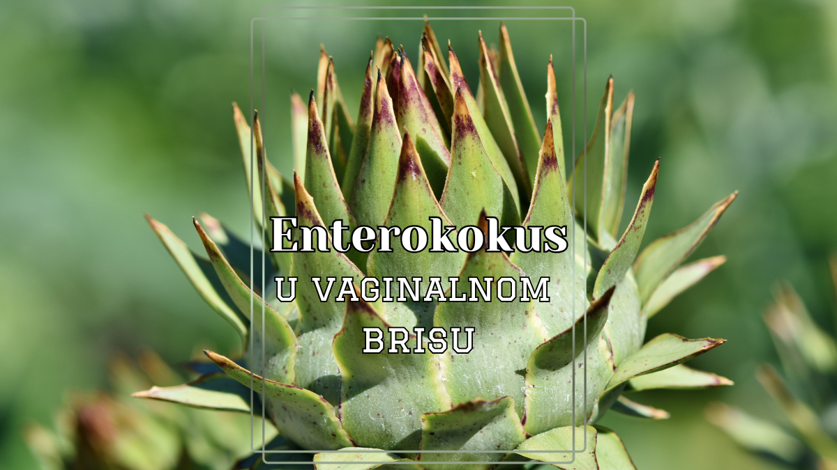 Enterokokus u cervikalnom brisu