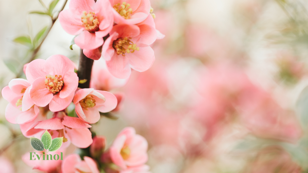 enterokok i bakterije