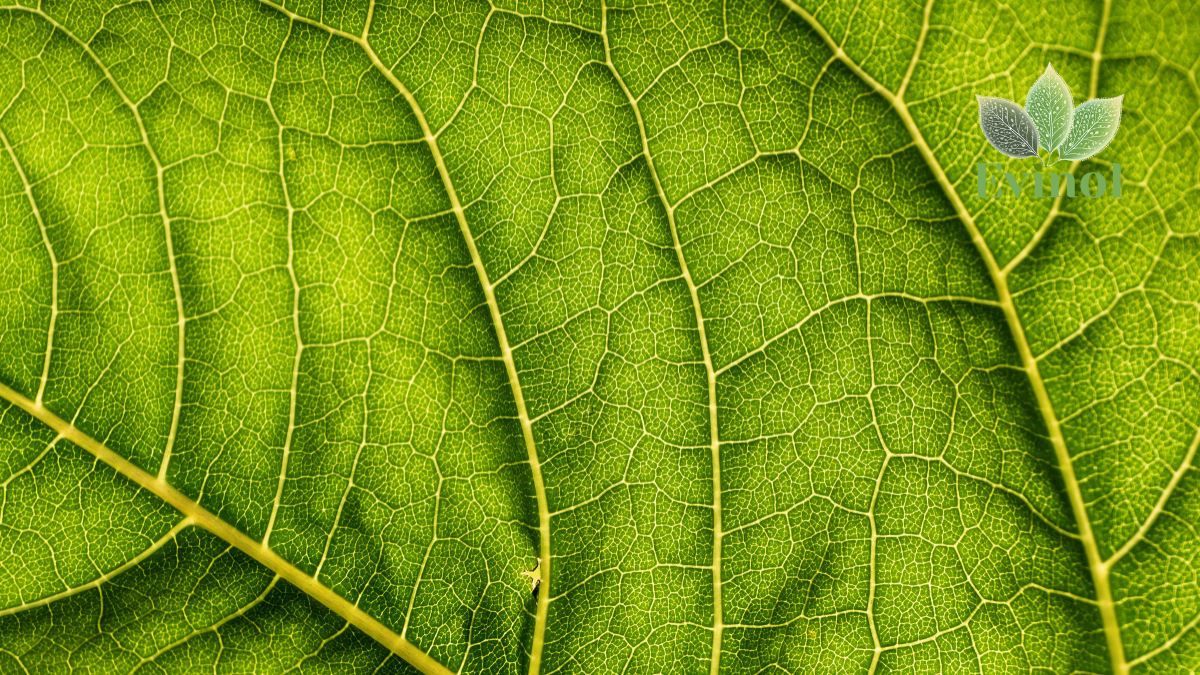 evinol doo PRODAJNA MESTA