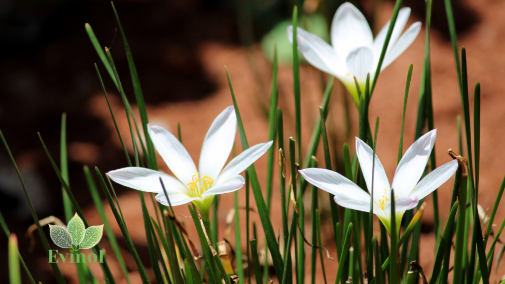Brendovi evinol lek za kandidu