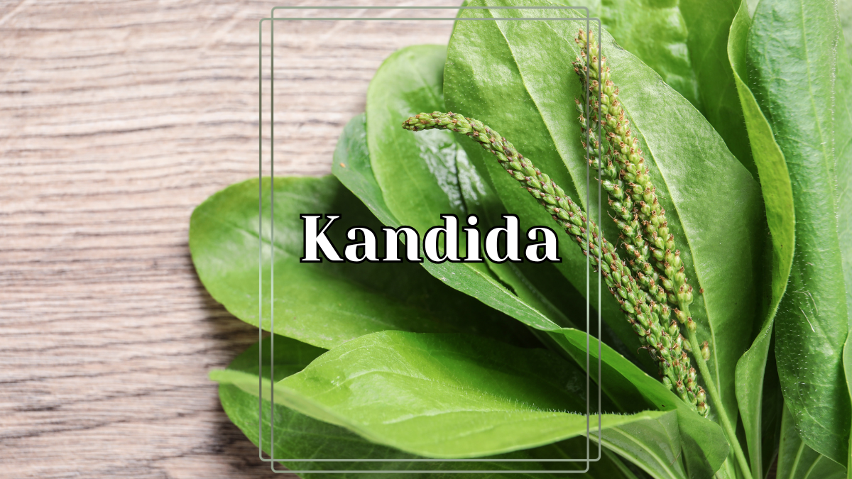 Kandida – večiti problem ženskog intimnog zdravlja