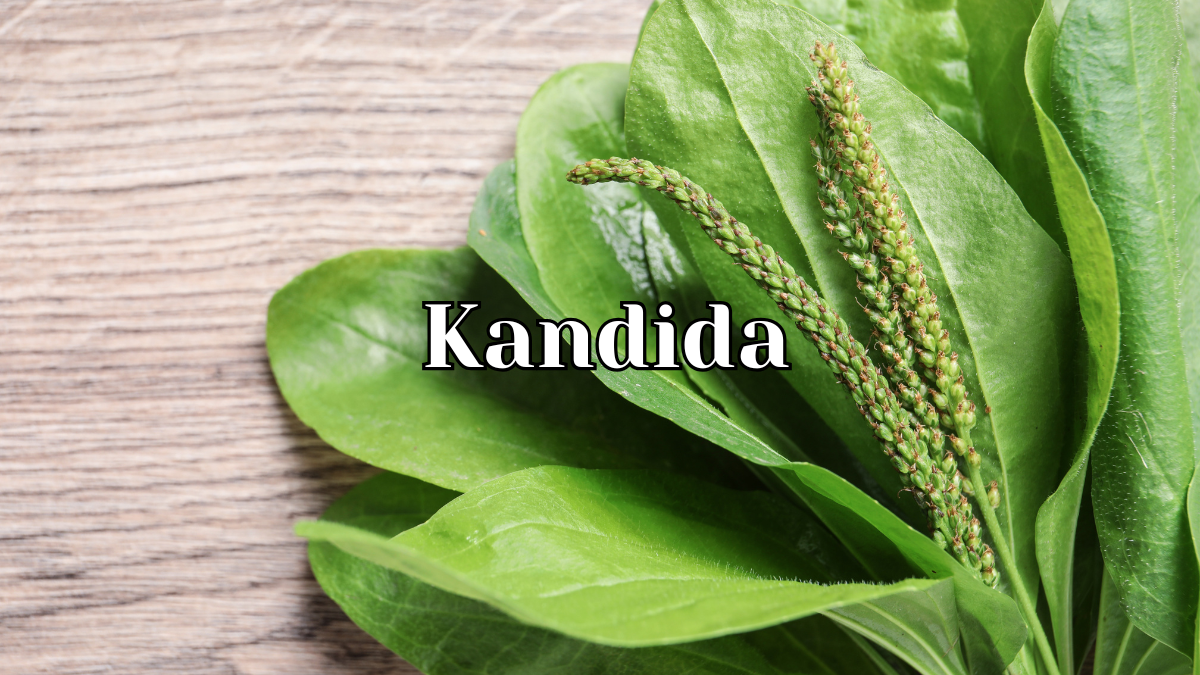 Kandida – večiti problem ženskog intimnog zdravlja