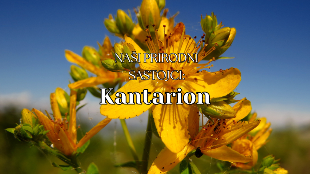 kantarion sastojak
