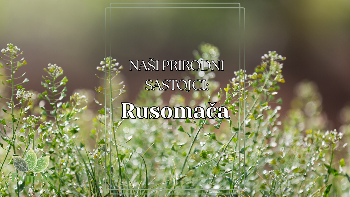 Rusomača ili pastirska torbica: Biljka koja je korisna ženama