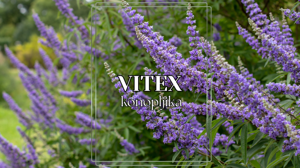 konopljika vitex