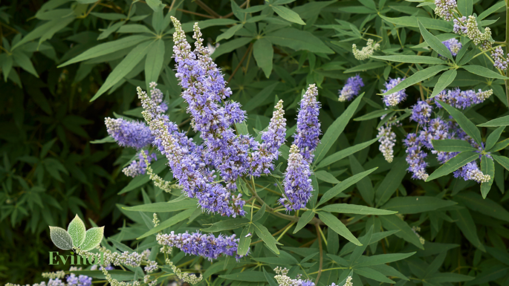 vitex ili konopljika za menopauzu