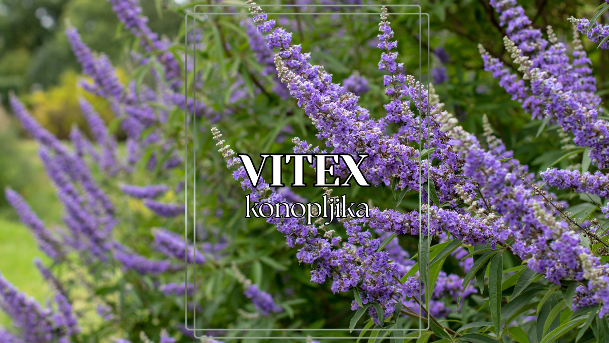 Konopljika – Vitex agnus castus