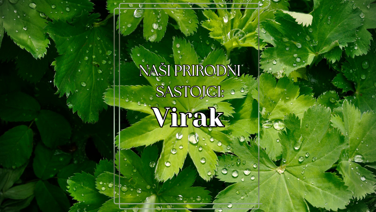 VIRAK – Magična lekovita srednjevekovna biljka