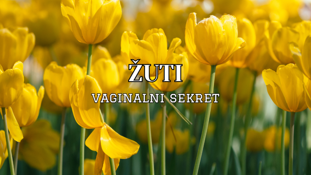 žuti sekret