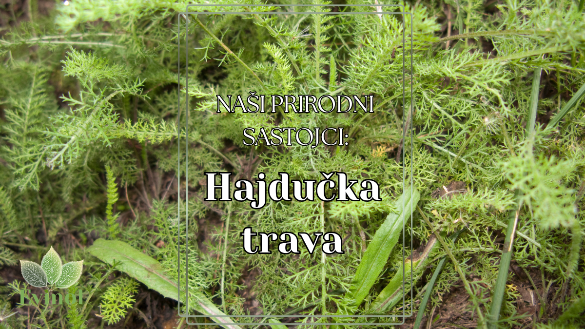 Hajdučka trava  – moćna biljka za regeneraciju i balans vaginalne sluznice