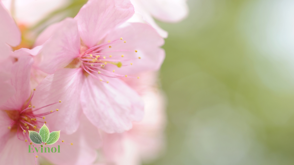 evinol lepljivi vaginalni sekret