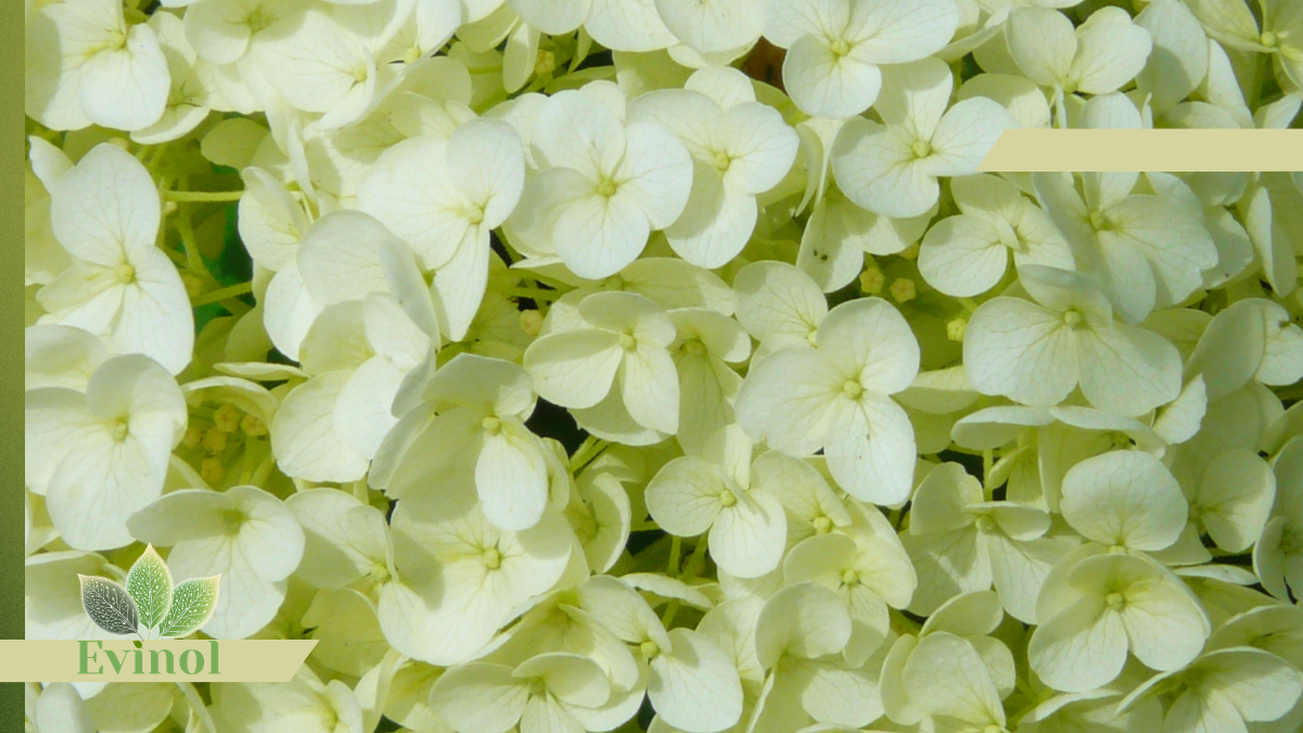 vaginalna flora sve o ginekologiji